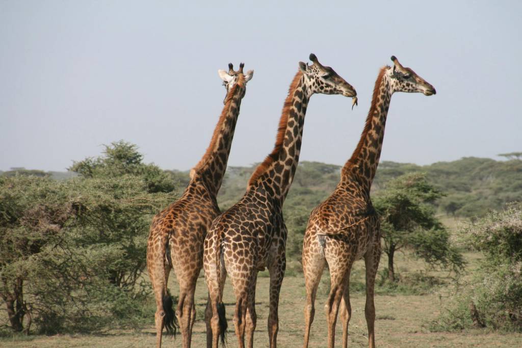 Tout savoir pour préparer votre circuit safari au Kenya